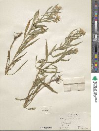 Aster paniculatus image