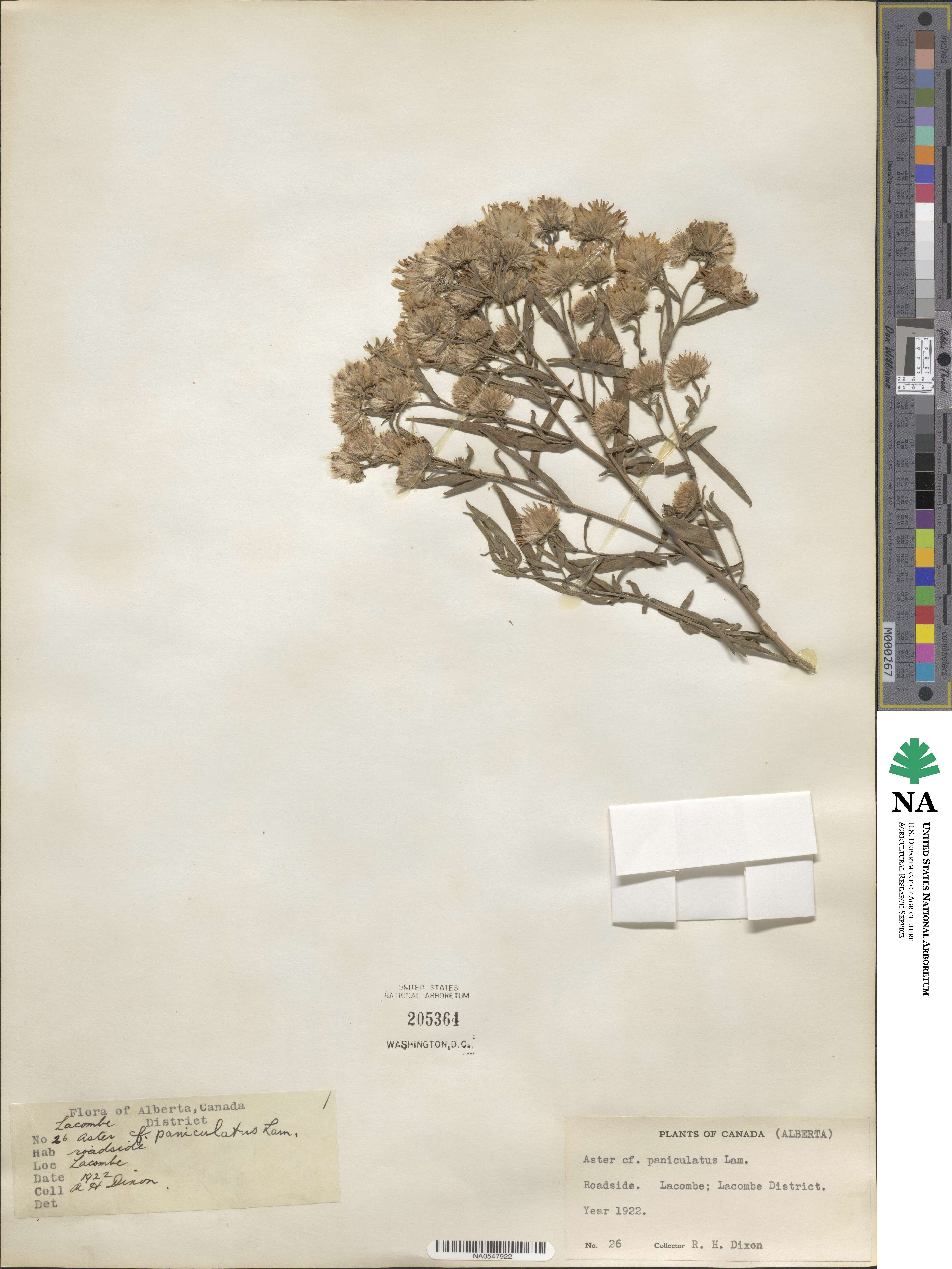 Aster paniculatus image