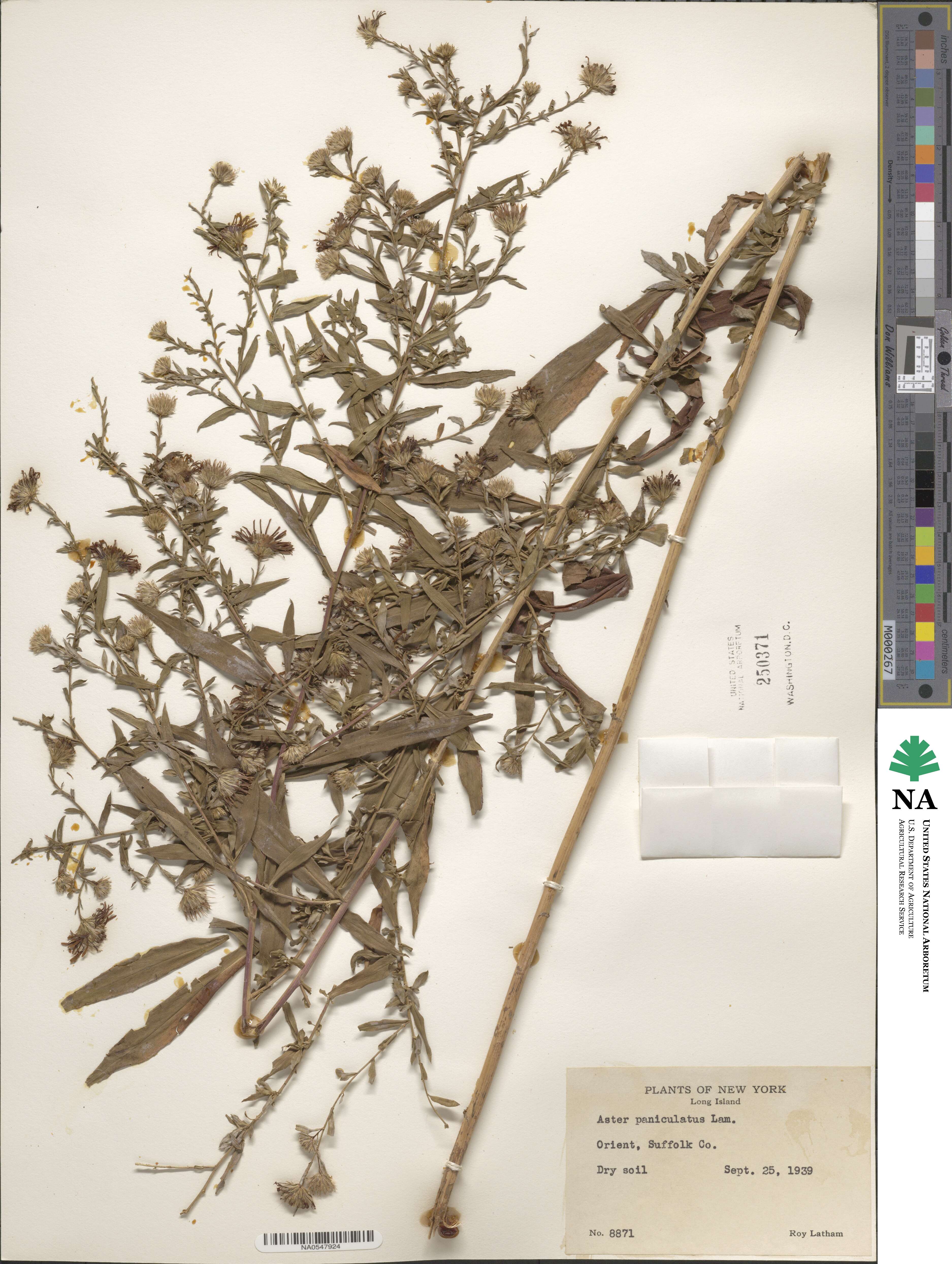 Aster paniculatus image