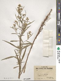 Aster paniculatus image