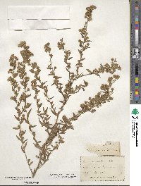 Aster paniculatus image