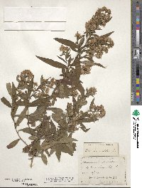 Aster paniculatus image