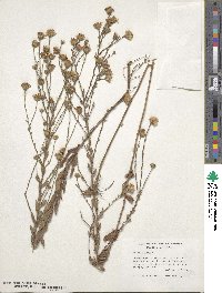 Symphyotrichum patens image