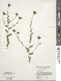 Symphyotrichum patens image