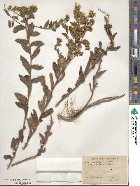 Aster pseudamellus image