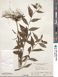 Aster scaber image