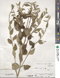 Aster scaber image