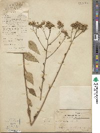 Aster scaber image