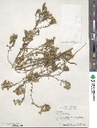 Symphyotrichum pilosum image