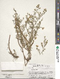 Symphyotrichum pilosum image