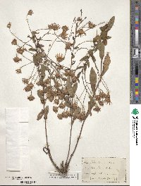 Symphyotrichum patens image