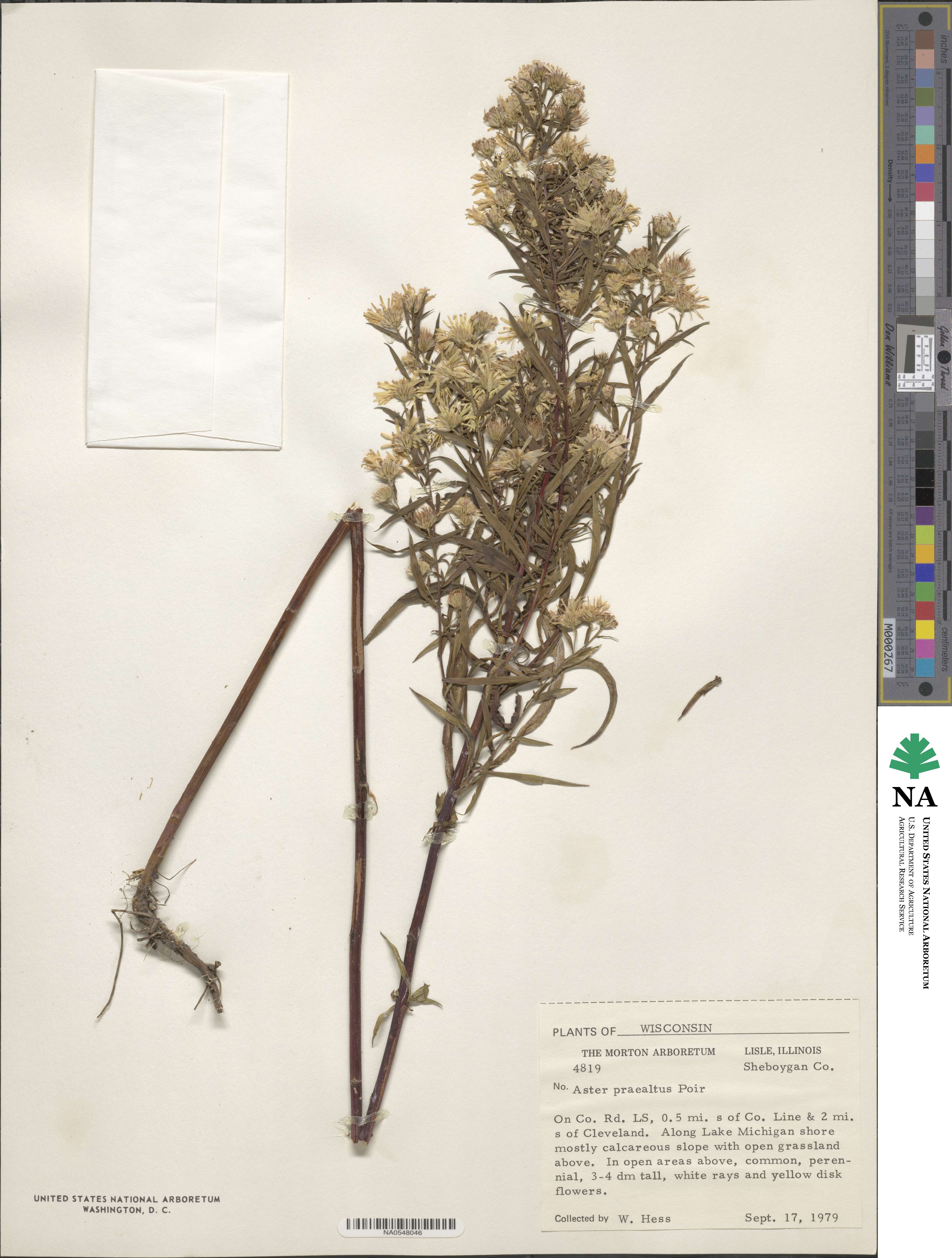 Aster praealtus image