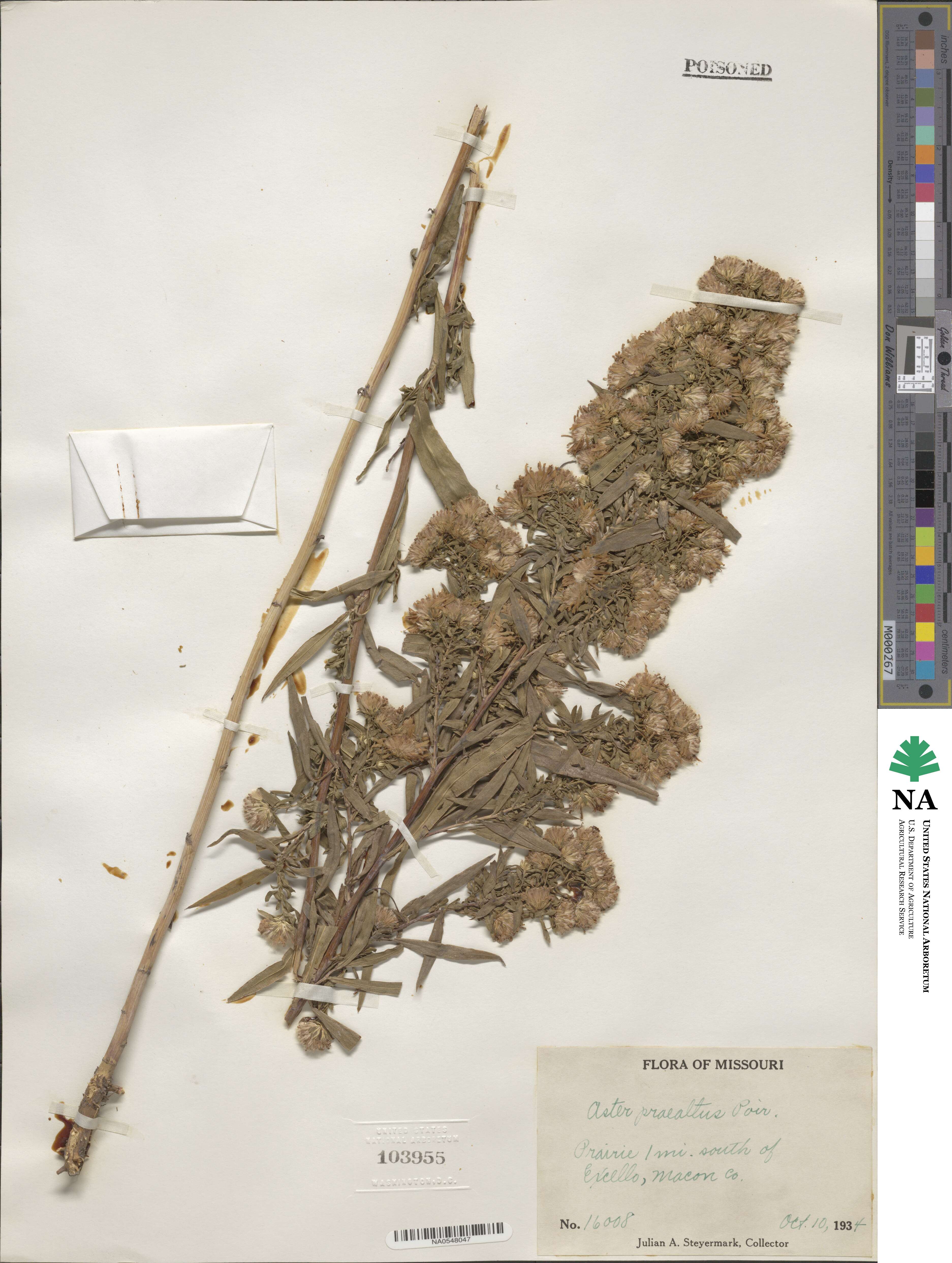 Aster praealtus image