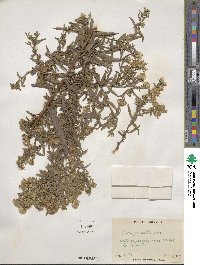 Aster praealtus image