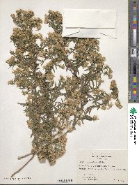 Aster praealtus image