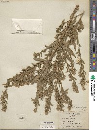 Aster praealtus image