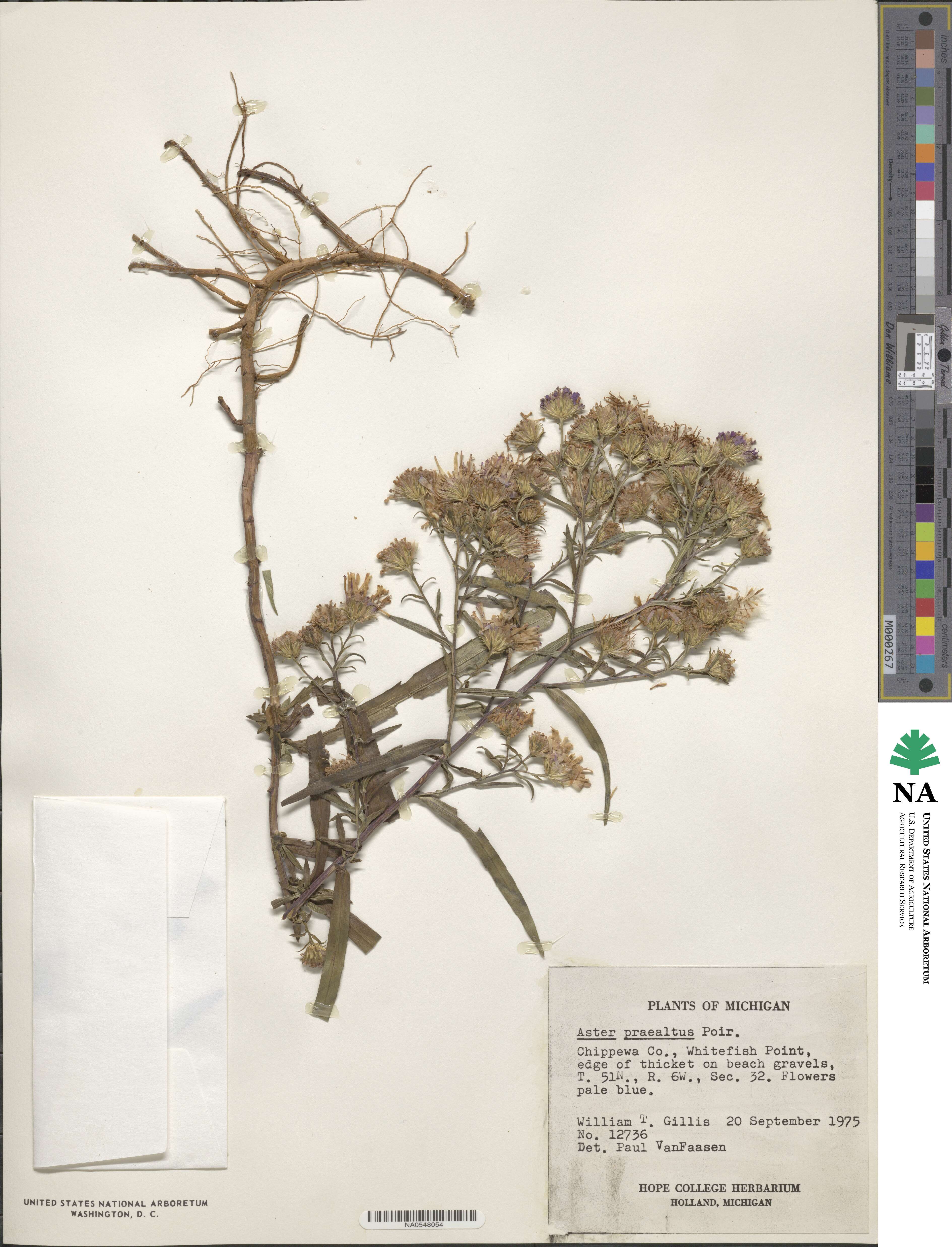 Aster praealtus image