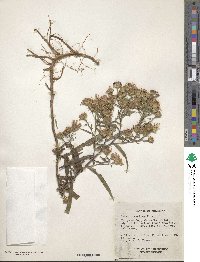 Aster praealtus image