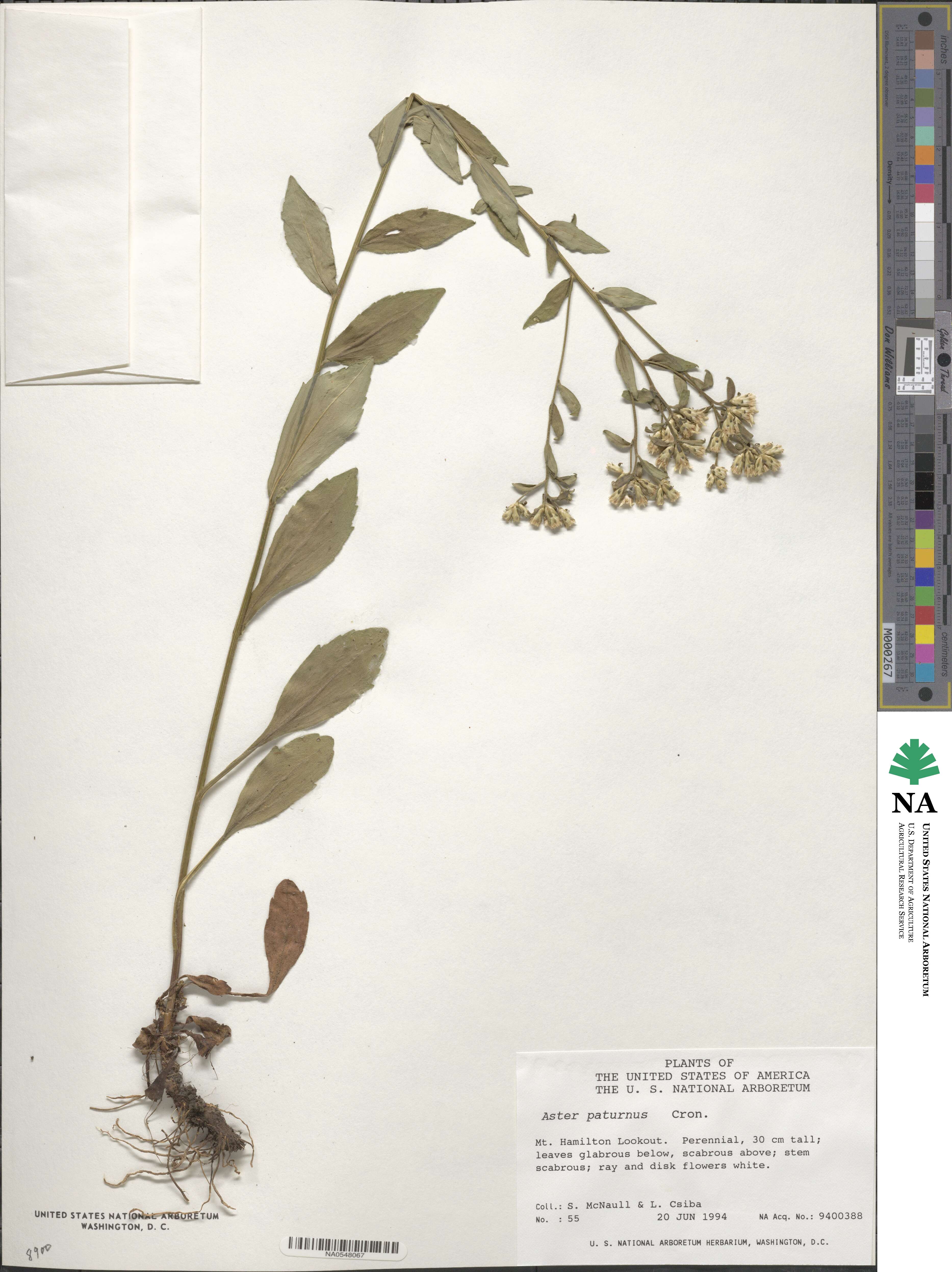 Sericocarpus asteroides image