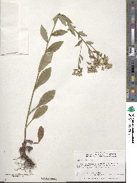 Sericocarpus asteroides image