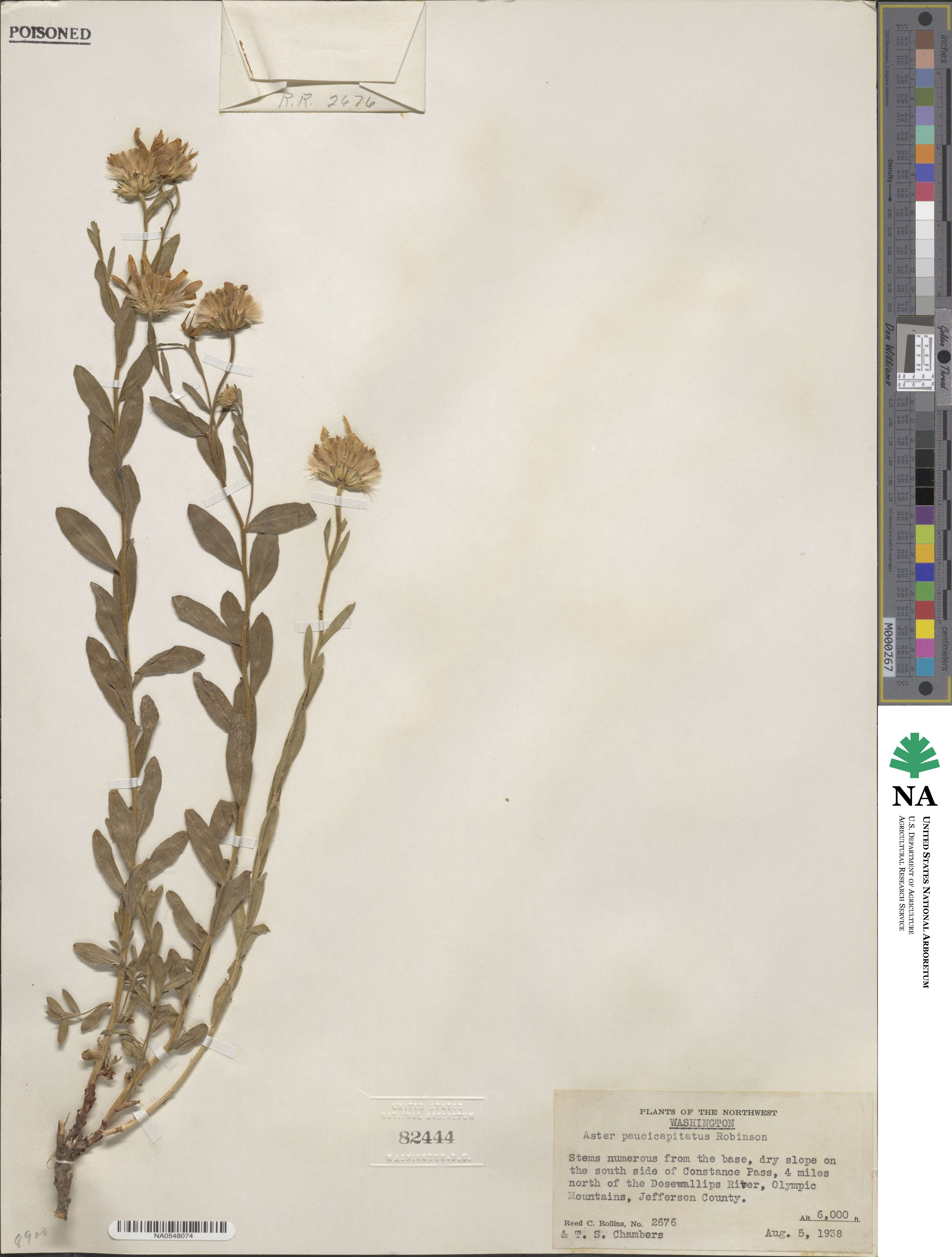 Doellingeria paucicapitata image