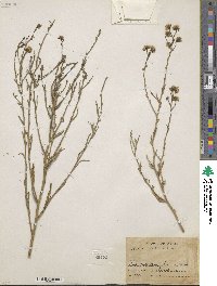 Eurybia sibirica subsp. sibirica image