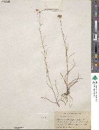 Eurybia sibirica subsp. sibirica image