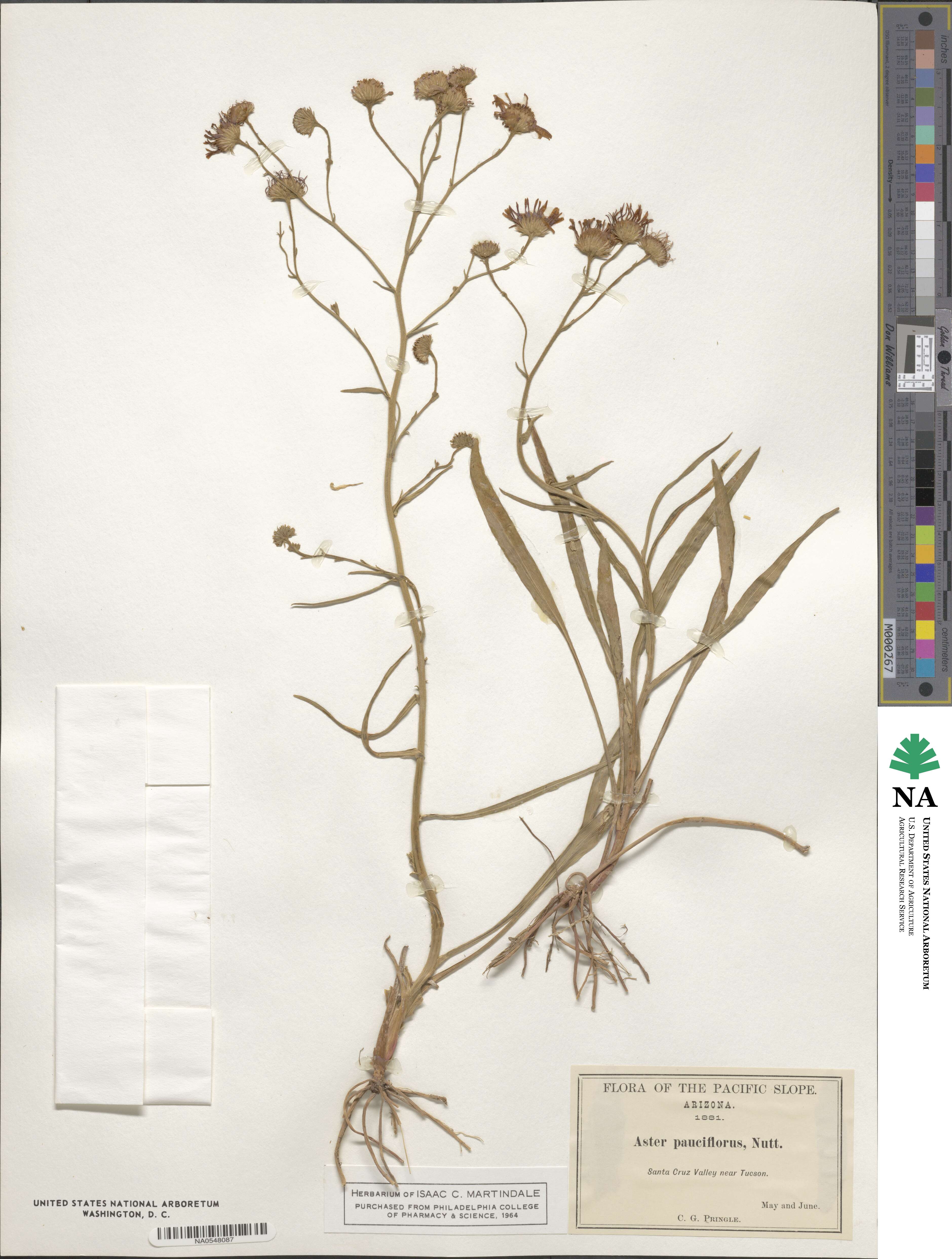 Eurybia sibirica subsp. sibirica image
