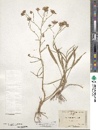 Eurybia sibirica subsp. sibirica image