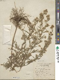 Symphyotrichum pilosum image