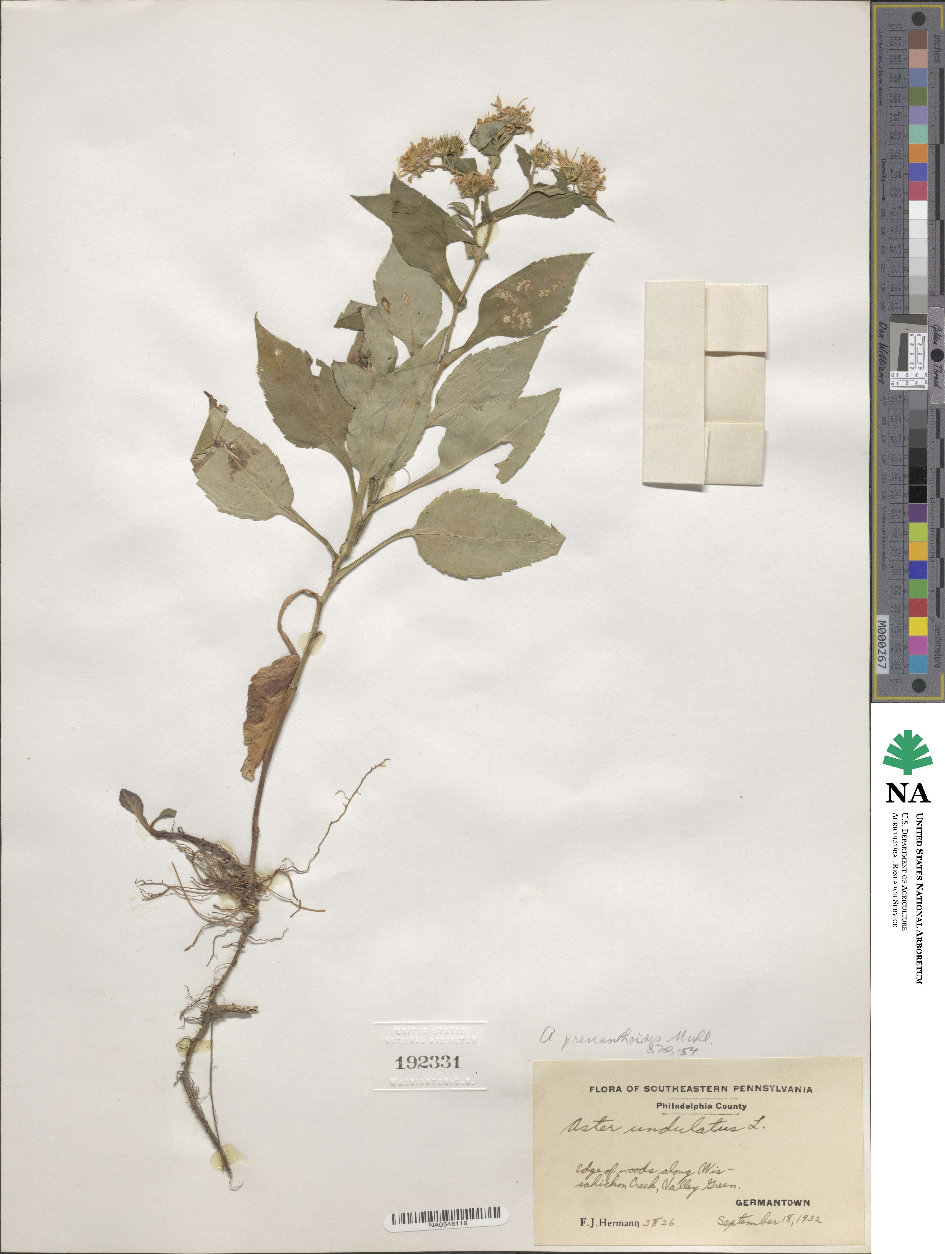 Symphyotrichum prenanthoides image