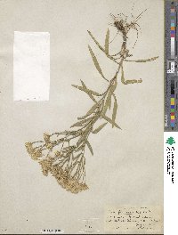 Solidago ptarmicoides image