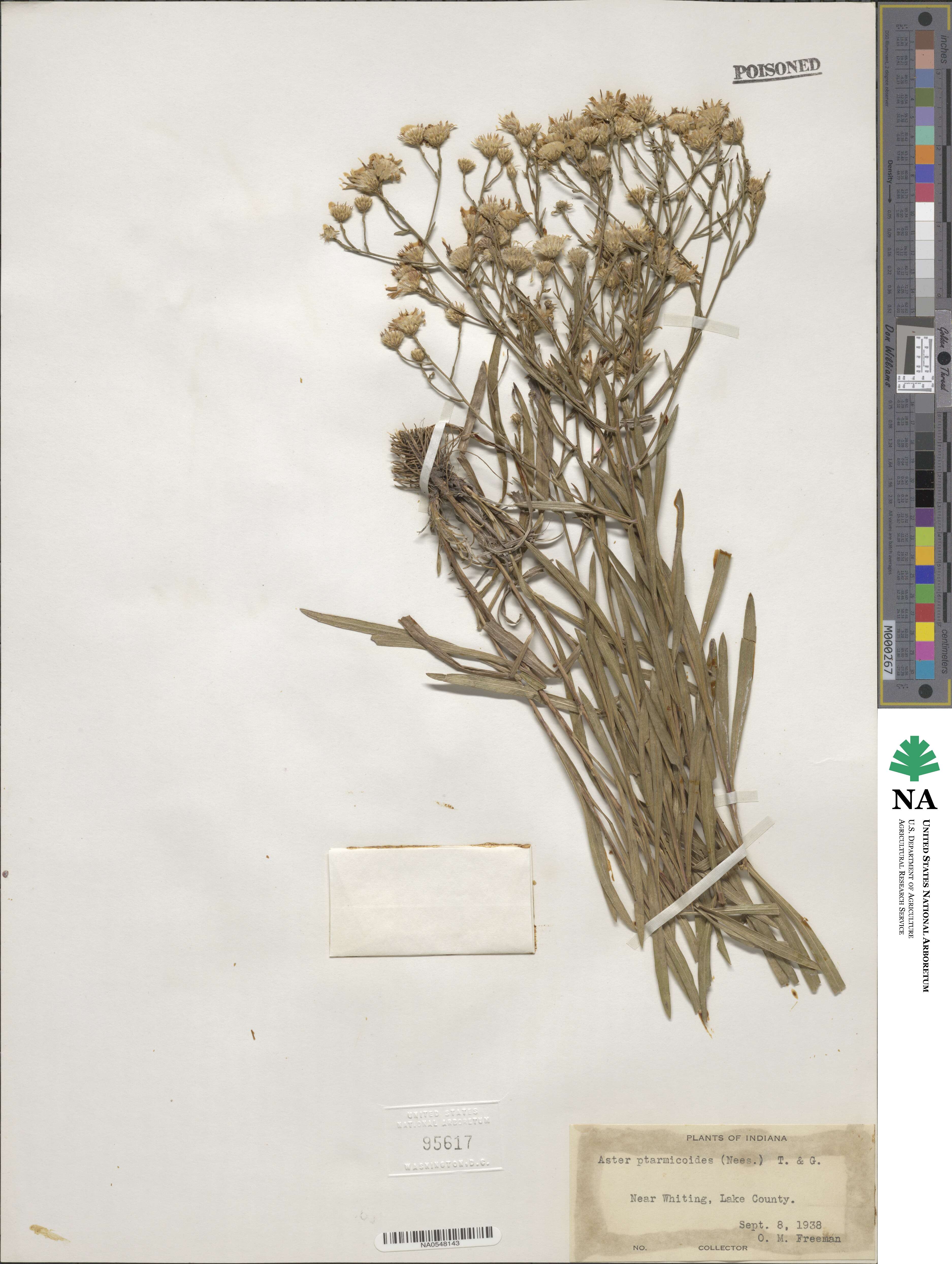 Solidago ptarmicoides image