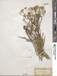 Solidago ptarmicoides image