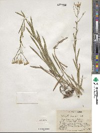 Solidago ptarmicoides image