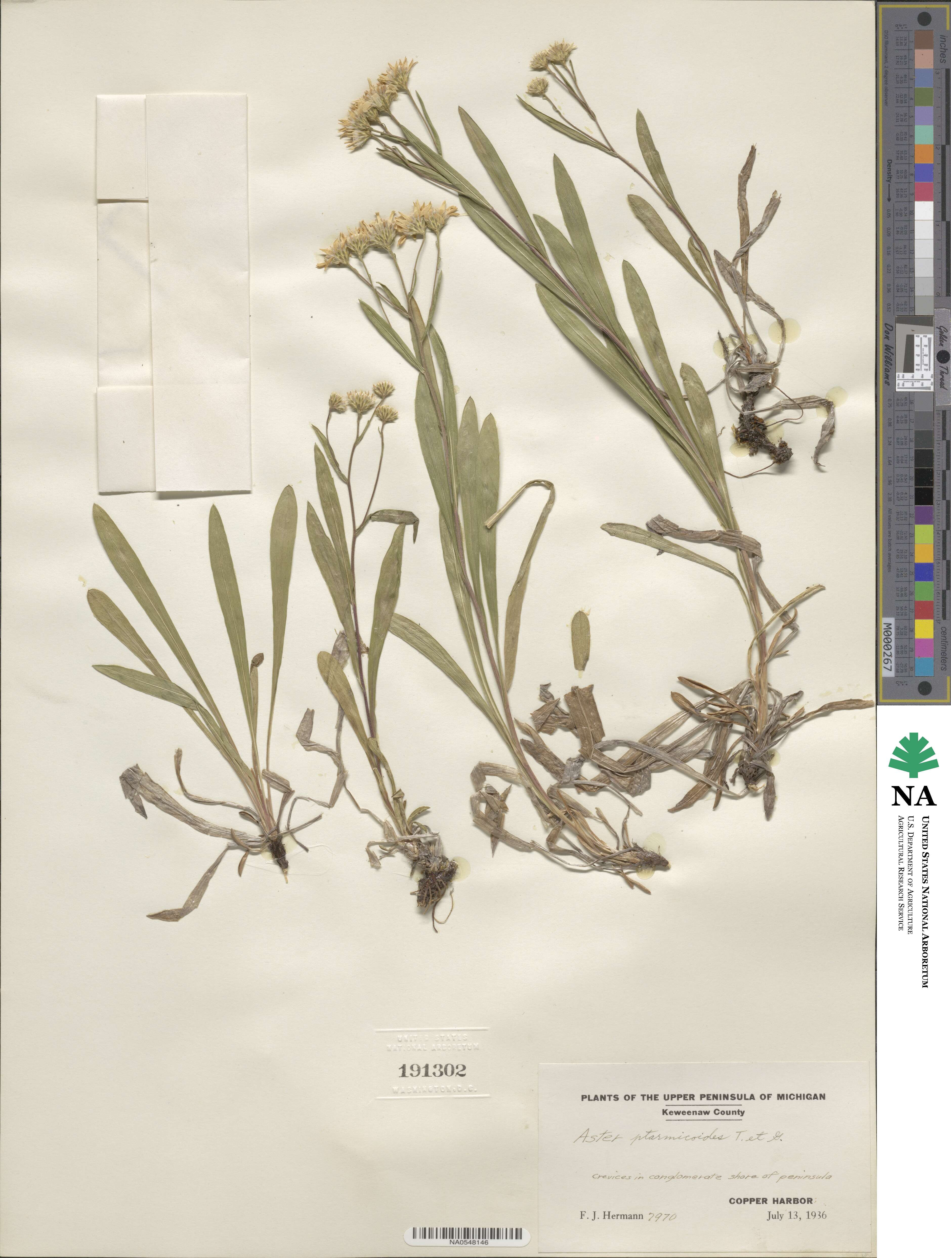 Solidago ptarmicoides image