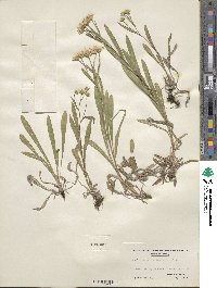 Solidago ptarmicoides image