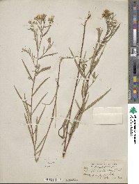 Solidago ptarmicoides image