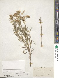 Solidago ptarmicoides image