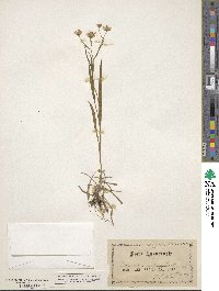 Solidago ptarmicoides image