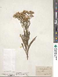 Solidago ptarmicoides image