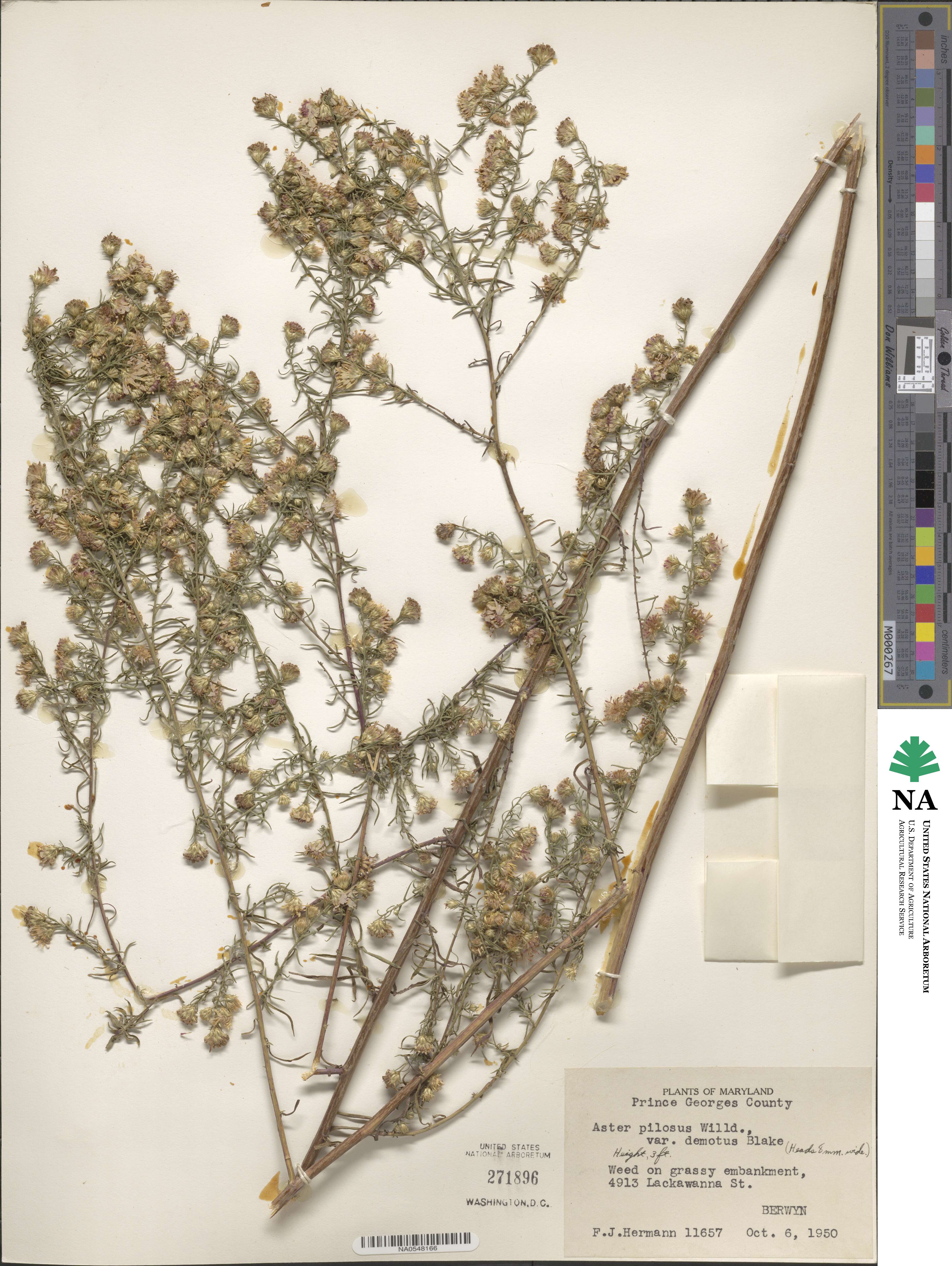 Symphyotrichum pilosum image