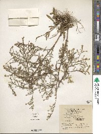 Symphyotrichum pilosum image