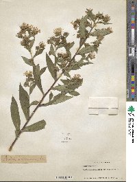 Aster puniceus image