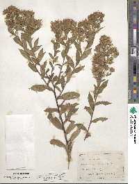 Aster puniceus image