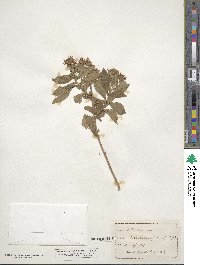 Aster puniceus image