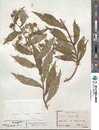 Aster puniceus image