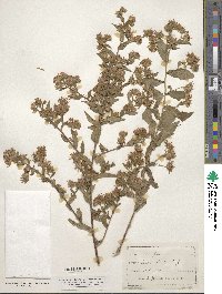 Aster puniceus image