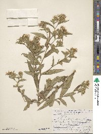 Aster puniceus image