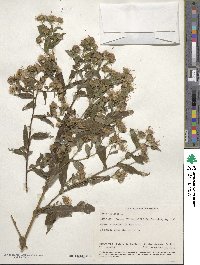 Aster puniceus image